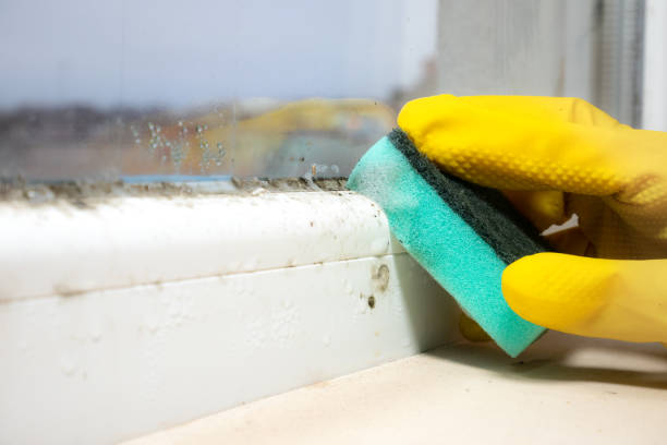 Odessa, MO Mold Inspection, Removal & Remediation Company